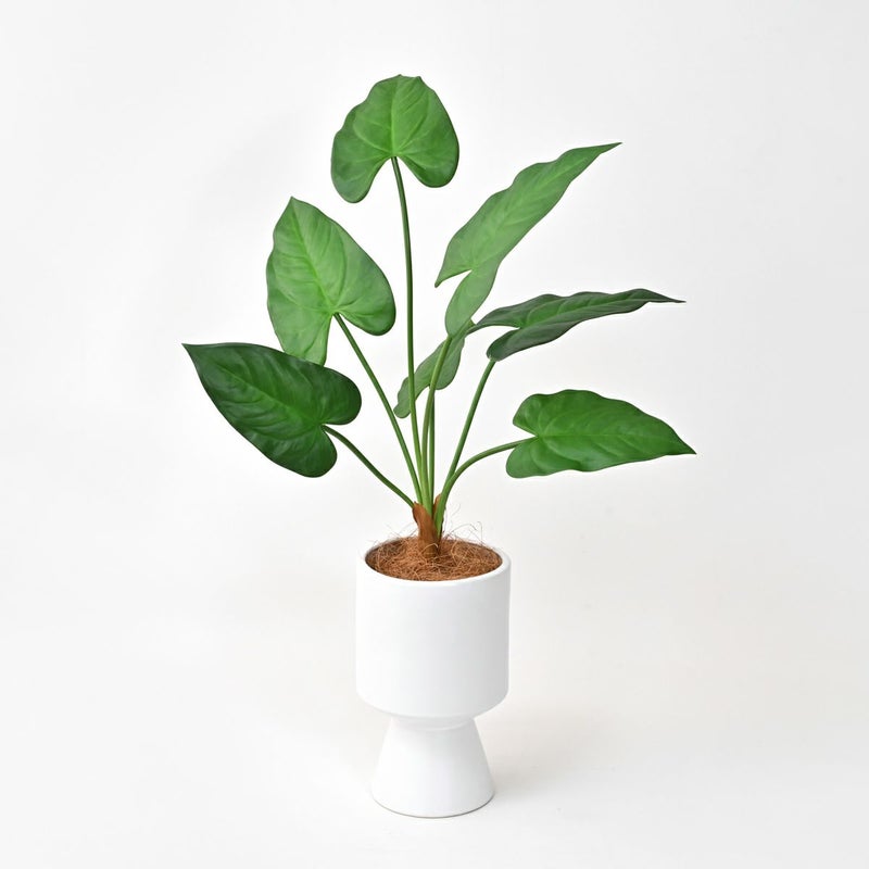 アロカシア フェイクグリーン [123]