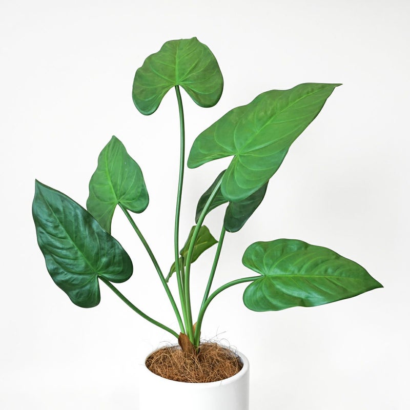 アロカシア フェイクグリーン [123]