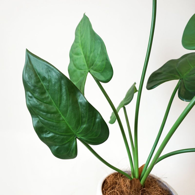 アロカシア フェイクグリーン [123]