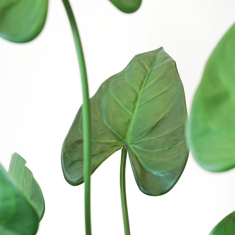 アロカシア フェイクグリーン [123]