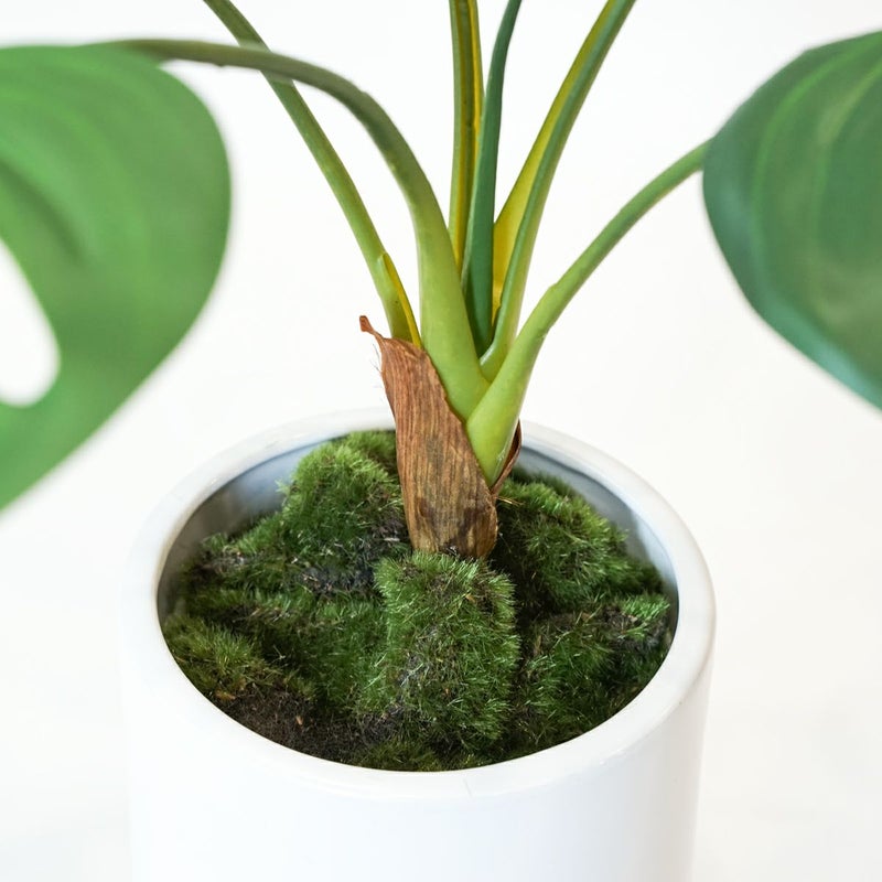 モンステラ フェイクグリーン [124]