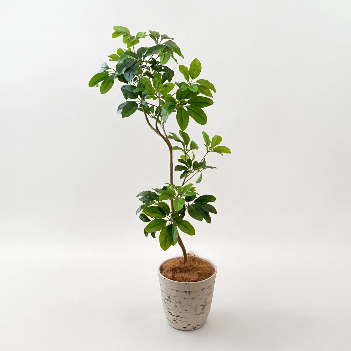 シェフレラM フェイクグリーン [126] 高さ138cm 観葉植物 開店祝い