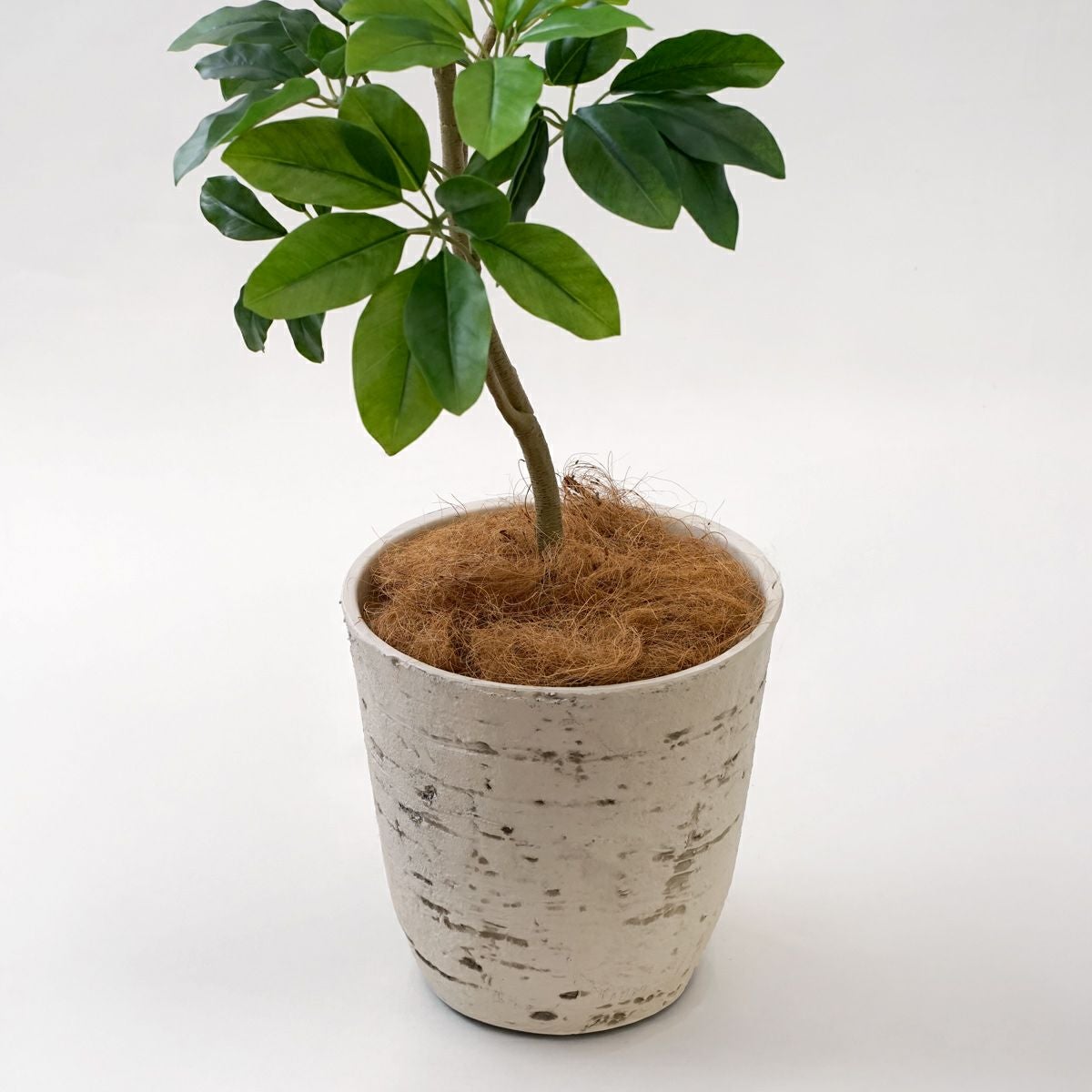 10%OFF】シェフレラM フェイクグリーン [126] 高さ138cm 観葉植物 開店