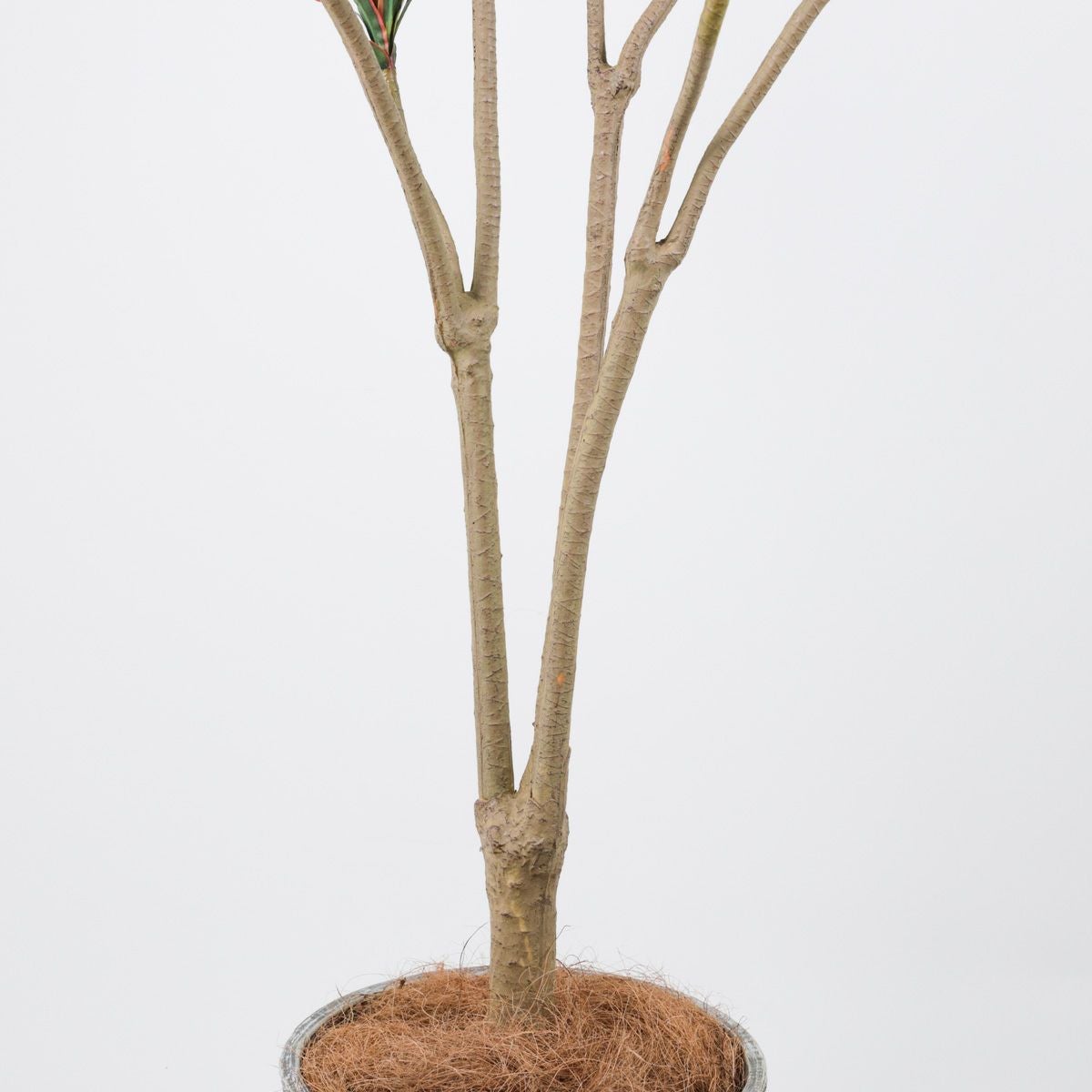 《オンライン限定》ユッカ フェイクグリーン [WEB524]