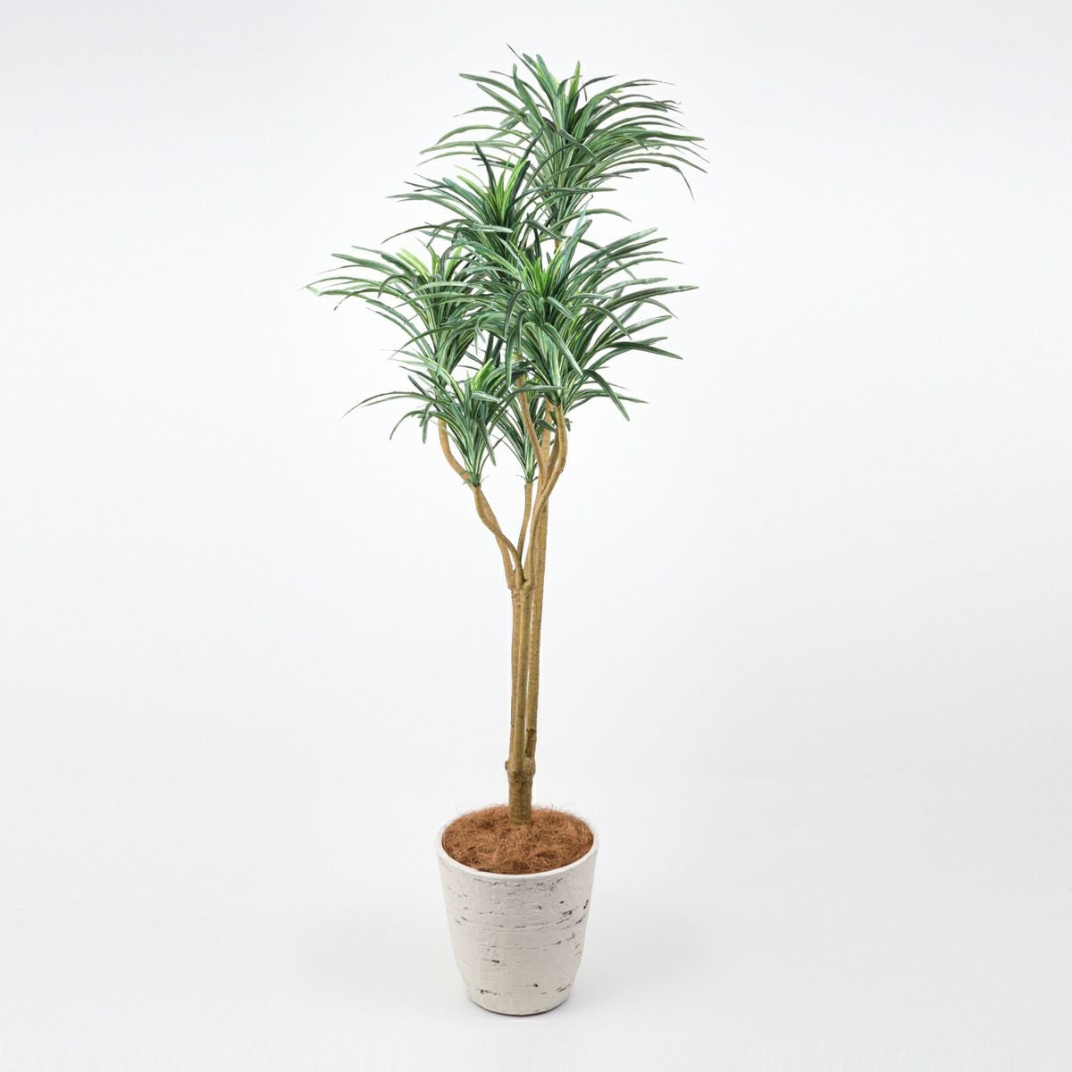 《オンライン限定》ユッカ フェイクグリーン [WEB525]