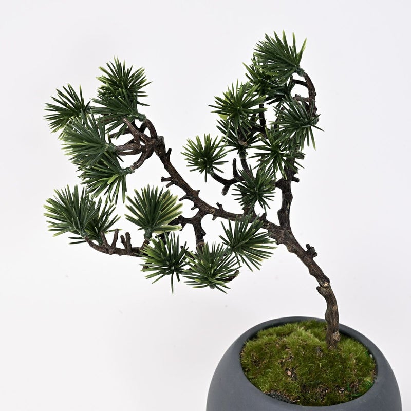 ミニ盆景美 [01]