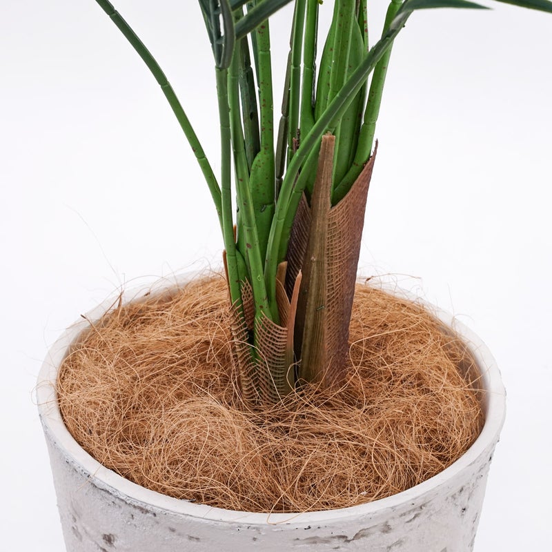 《オンライン限定》アレカヤシ フェイクグリーン [WEB615]