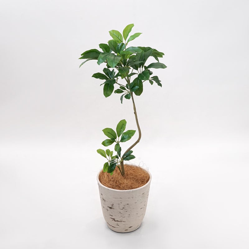 《オンライン限定》シェフレラ フェイクグリーン [WEB618]