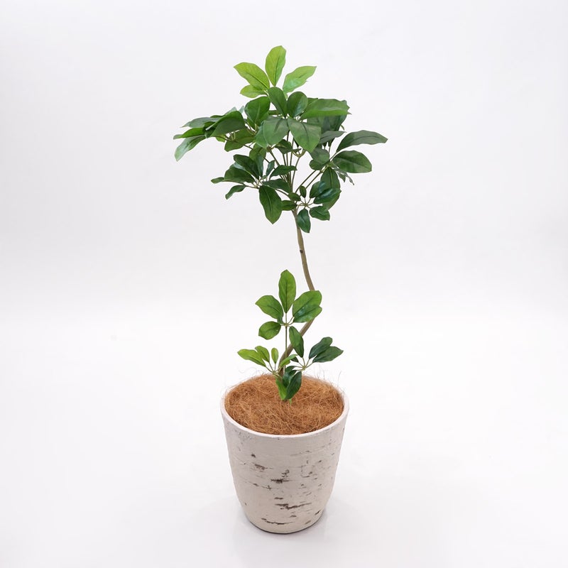 《オンライン限定》シェフレラ フェイクグリーン [WEB618]