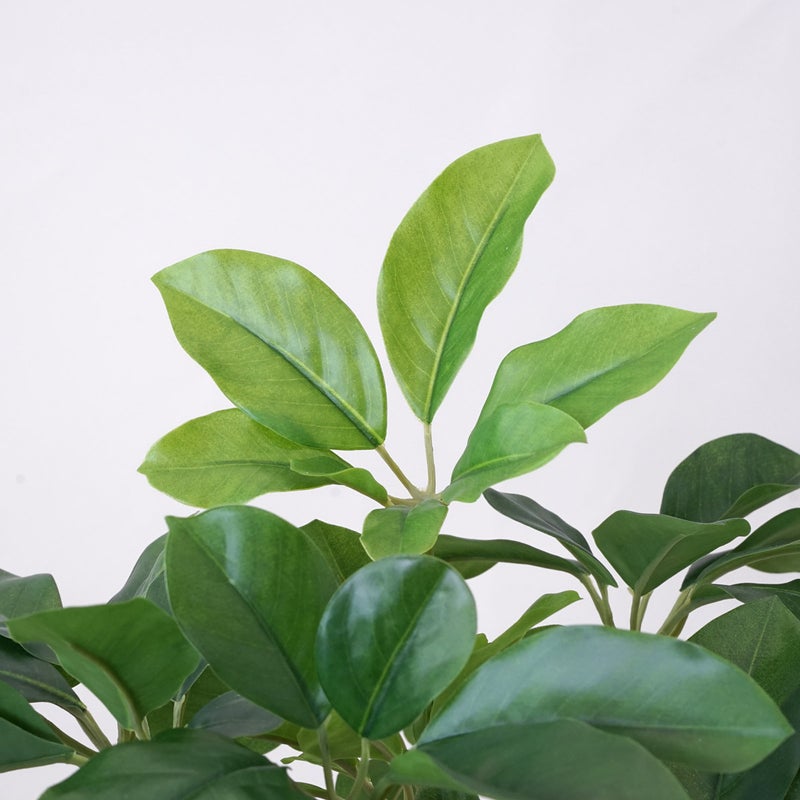 《オンライン限定》シェフレラ フェイクグリーン [WEB618]