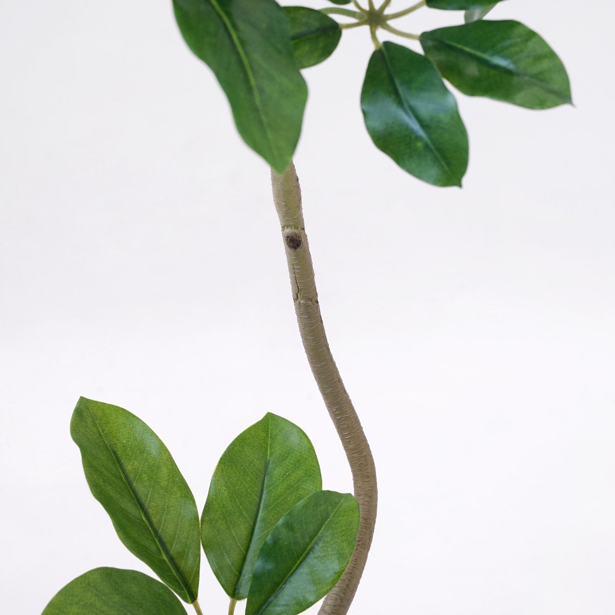 《オンライン限定》シェフレラ フェイクグリーン [WEB618]