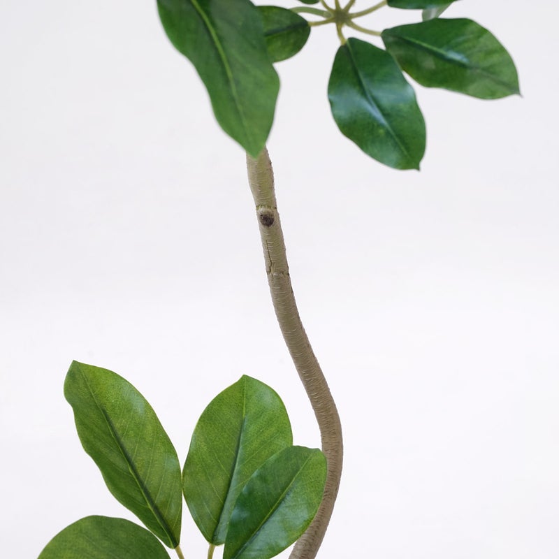 《オンライン限定》シェフレラ フェイクグリーン [WEB618]