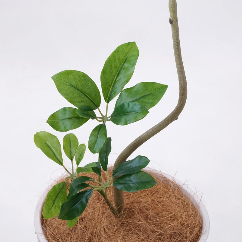 《オンライン限定》シェフレラ フェイクグリーン [WEB618]