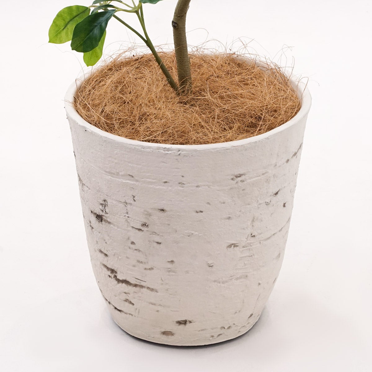 《オンライン限定》シェフレラ フェイクグリーン [WEB618]