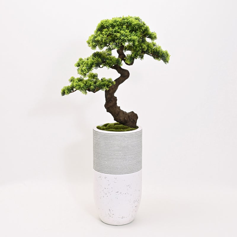 【数量限定】盆景美 [02A]