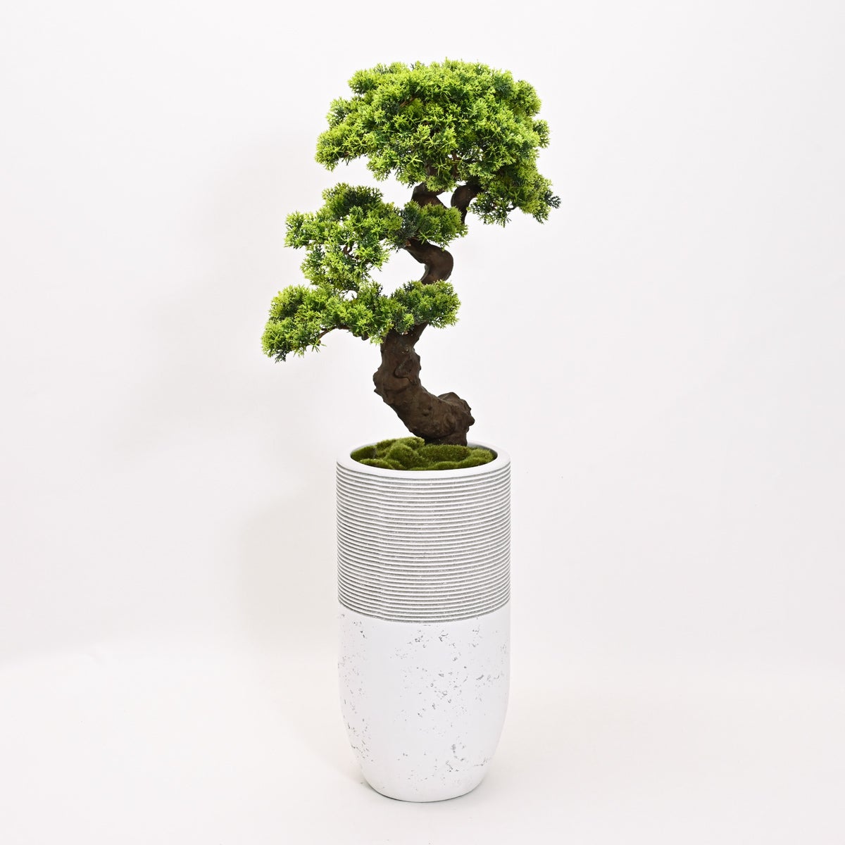 【数量限定】盆景美 [02A]