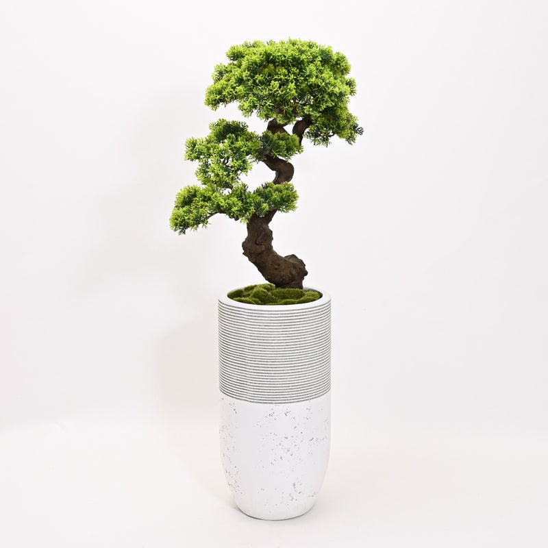 【数量限定】盆景美 [02A]