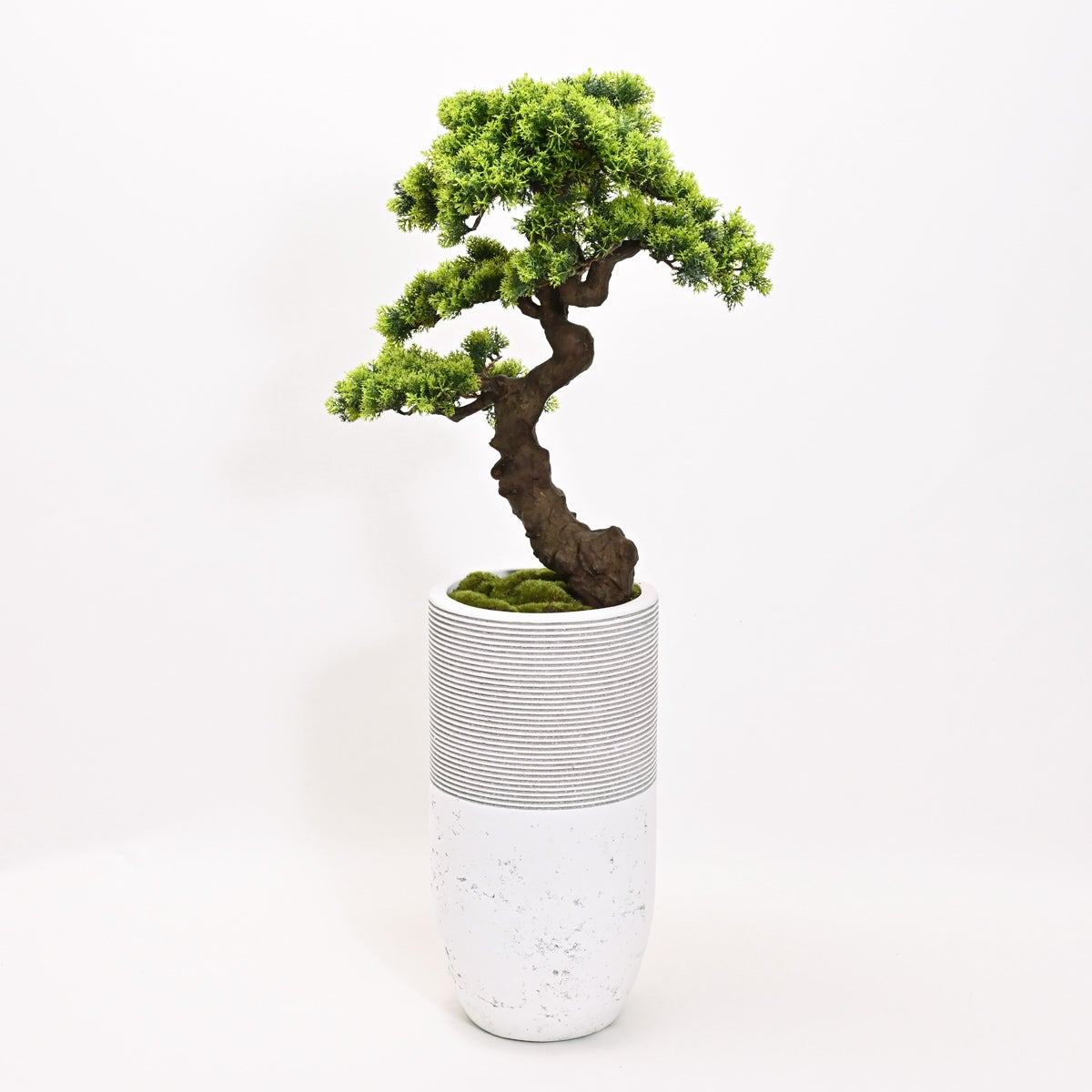【数量限定】盆景美 [02A]