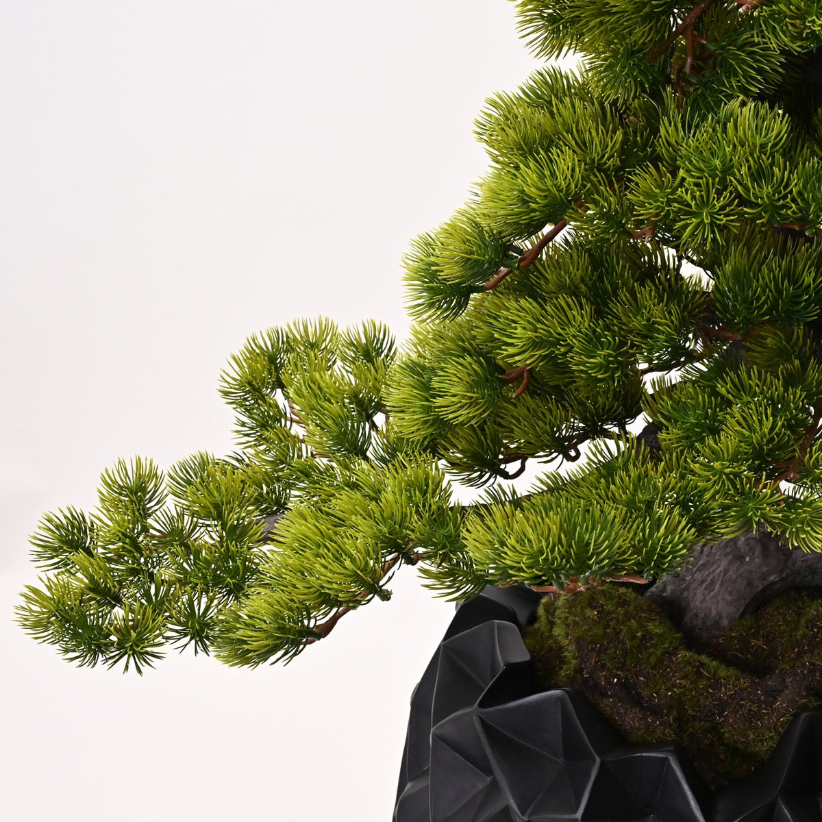 10%OFF】【数量限定】五葉松 盆景美 [05] BA 高さ80cm フェイク
