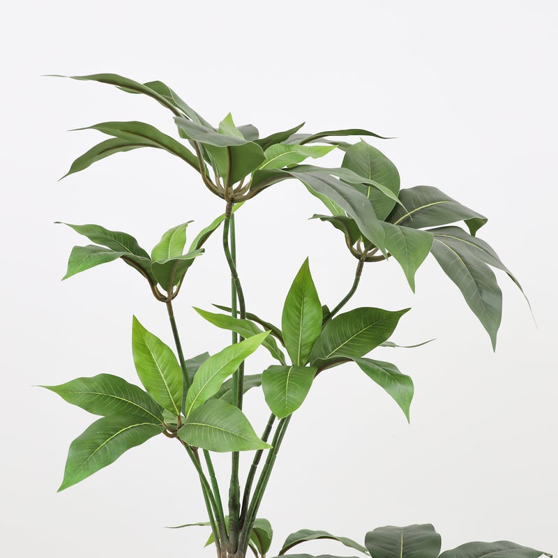 寄せ植え ツピタンサス フェイクグリーン [P-22]
