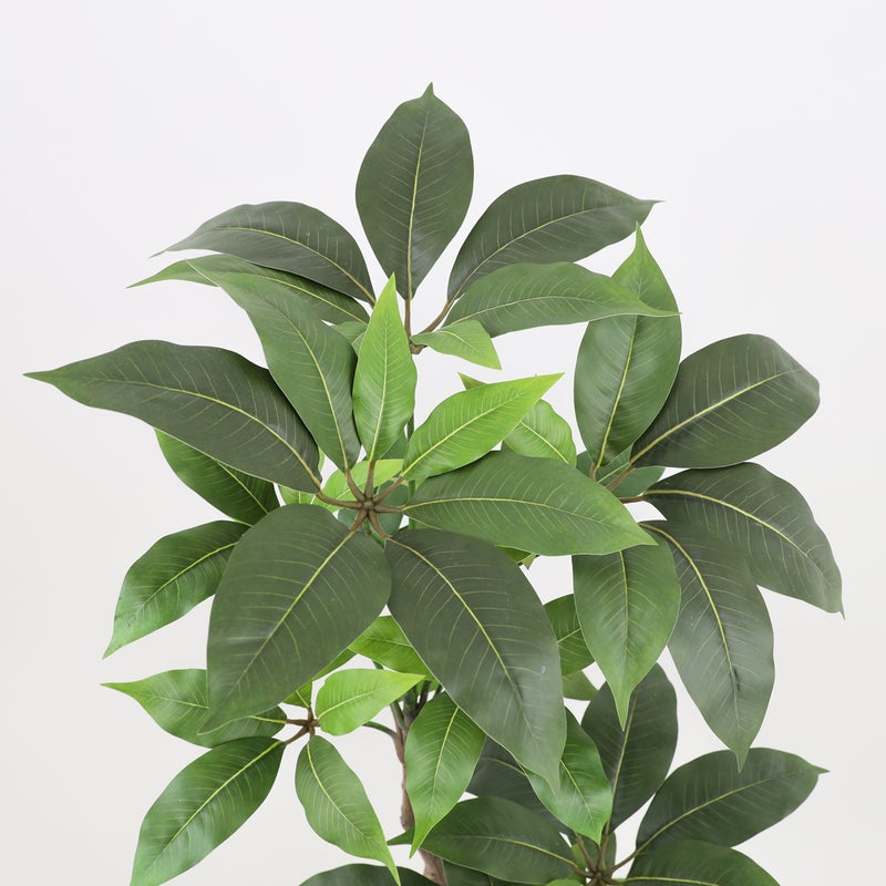 寄せ植え ツピタンサス フェイクグリーン [P-22]