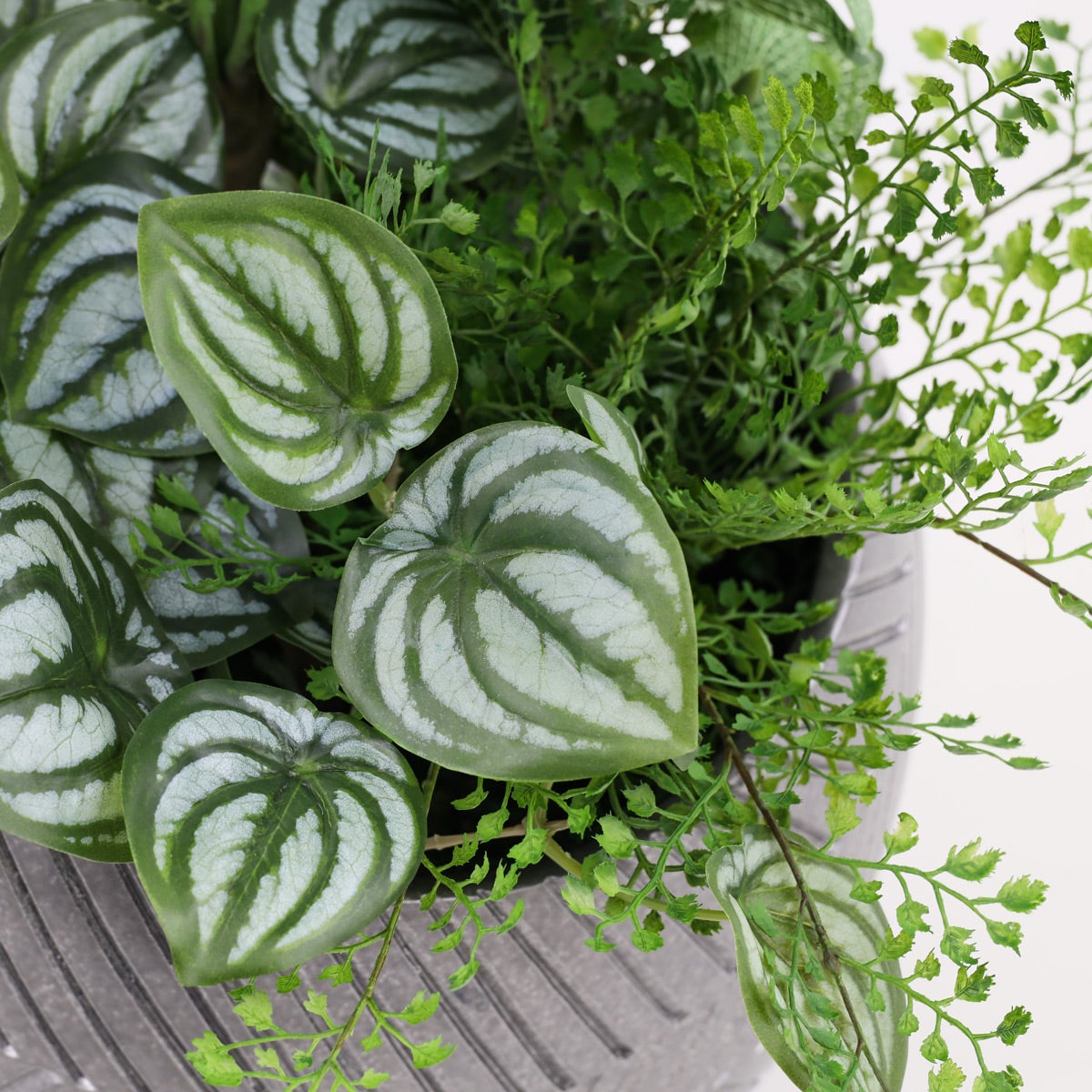 寄せ植え ツピタンサス フェイクグリーン [P-22]