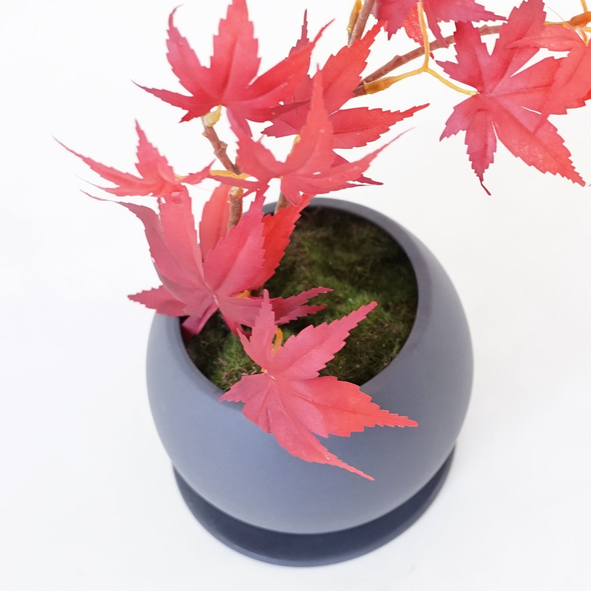 WEB限定[646] ミニ盆景美 もみじ